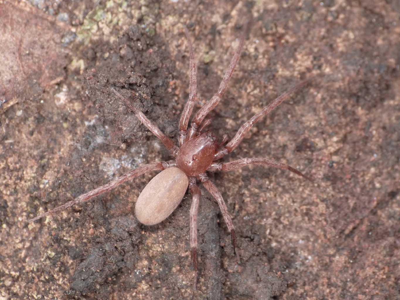 Mesiotelus sp. - Tolfa (RM)